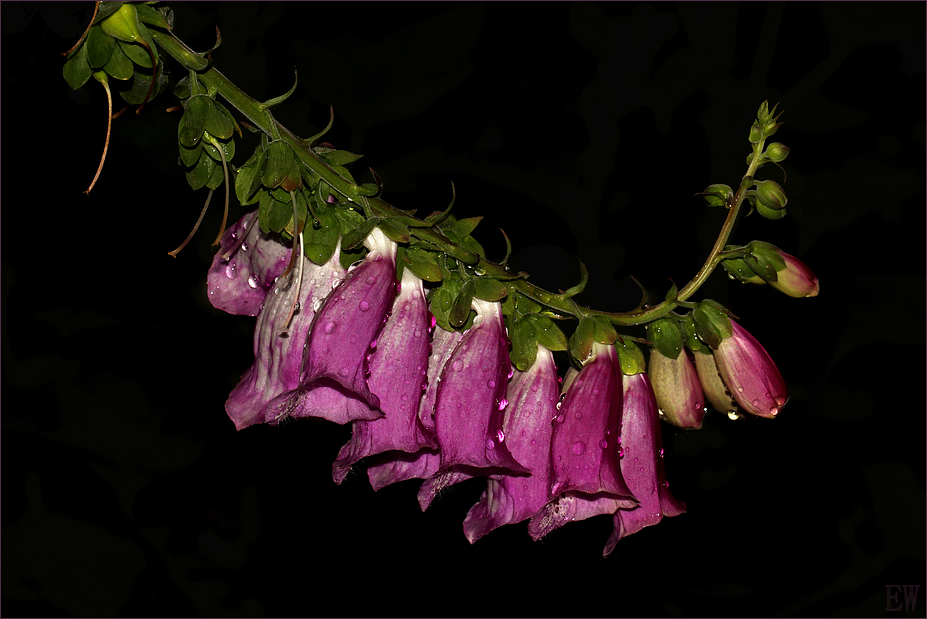 der 'Rote Fingerhut' (Digitalis purpurea)