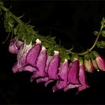 der 'Rote Fingerhut' (Digitalis purpurea)