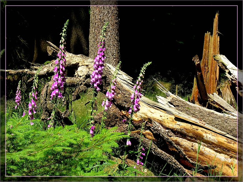 Der Rote Fingerhut (Digitalis purpurea)