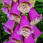 DER ROTE FINGERHUT....DIGITALIS PURPUREA