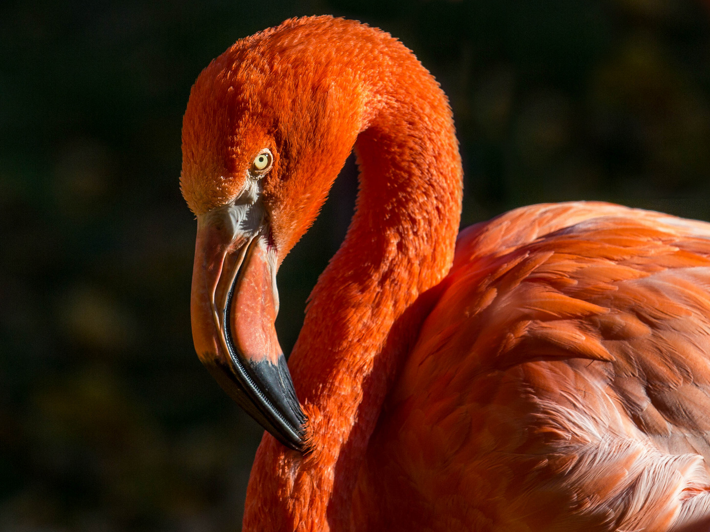 Der rote Flamingo