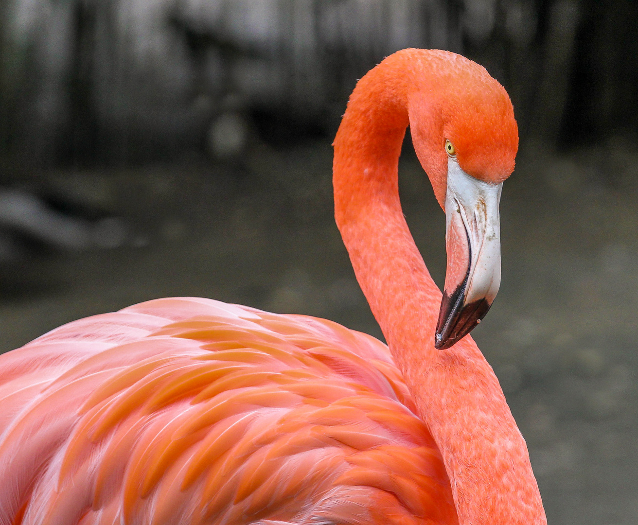 Der rote Flamingo