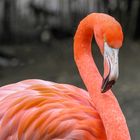 Der rote Flamingo