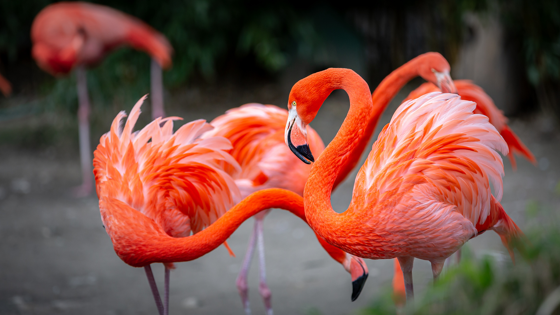 Der Rote Flamingo