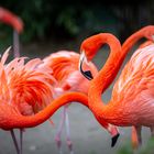Der Rote Flamingo