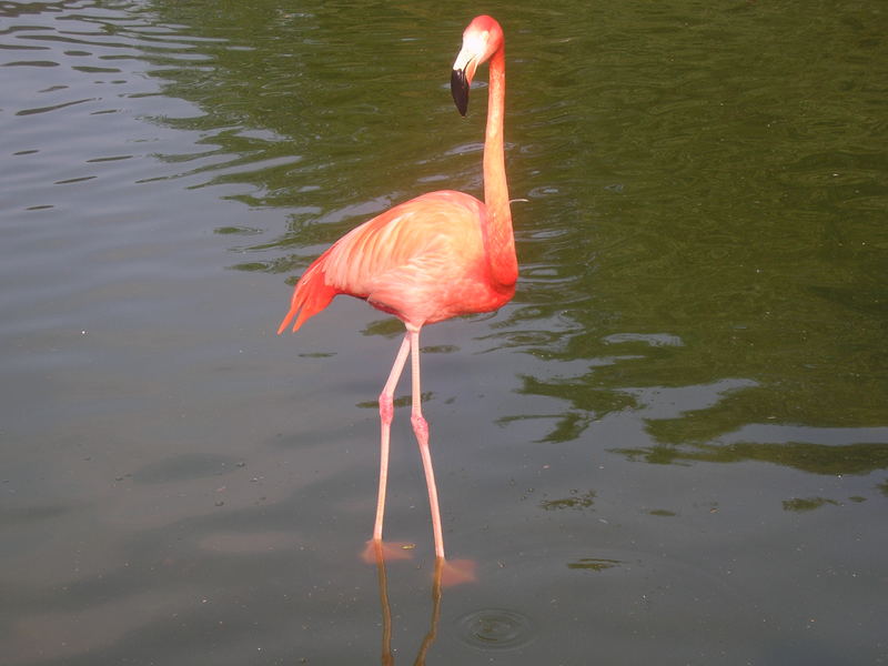 Der Rote Flamingo im Hagenbecks Tierpark