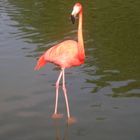 Der Rote Flamingo im Hagenbecks Tierpark