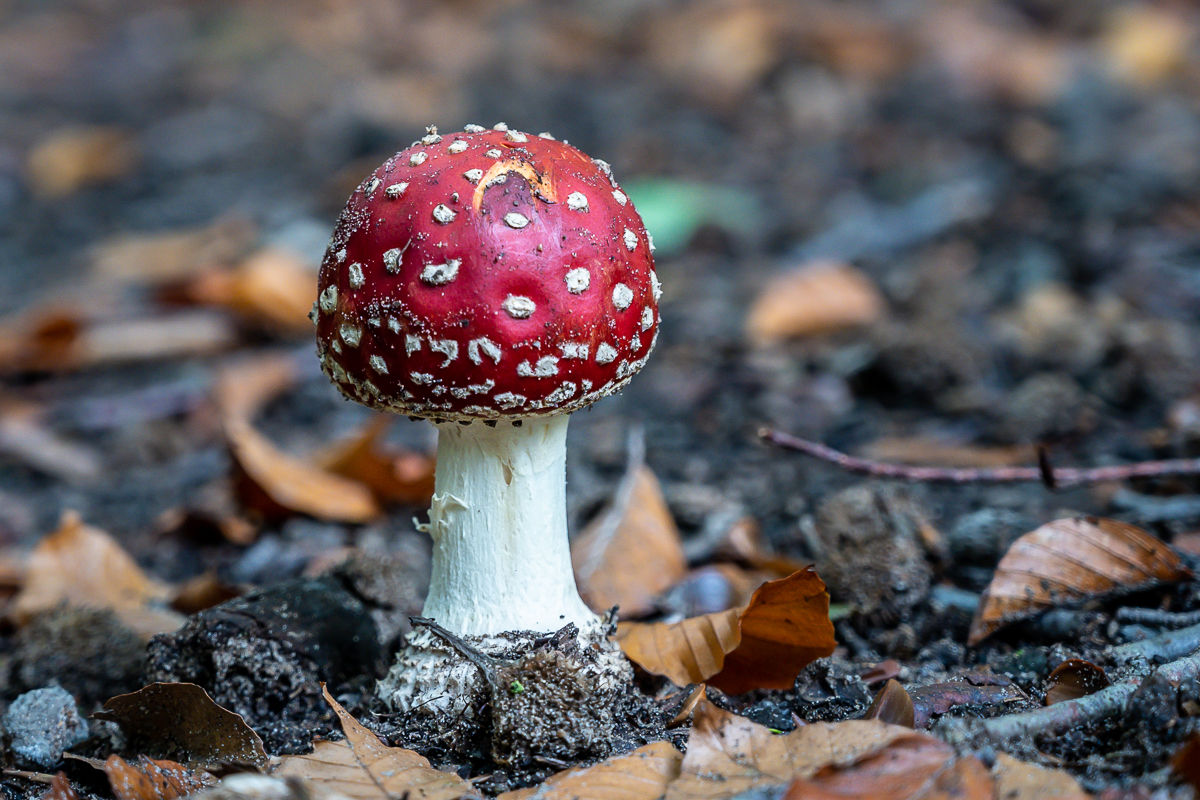 Der rote Fliegenpilz