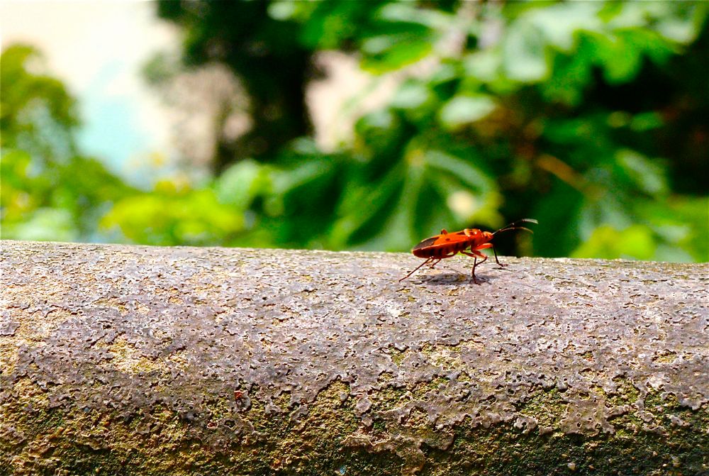 der rote freddy, vang vieng, laos 2010