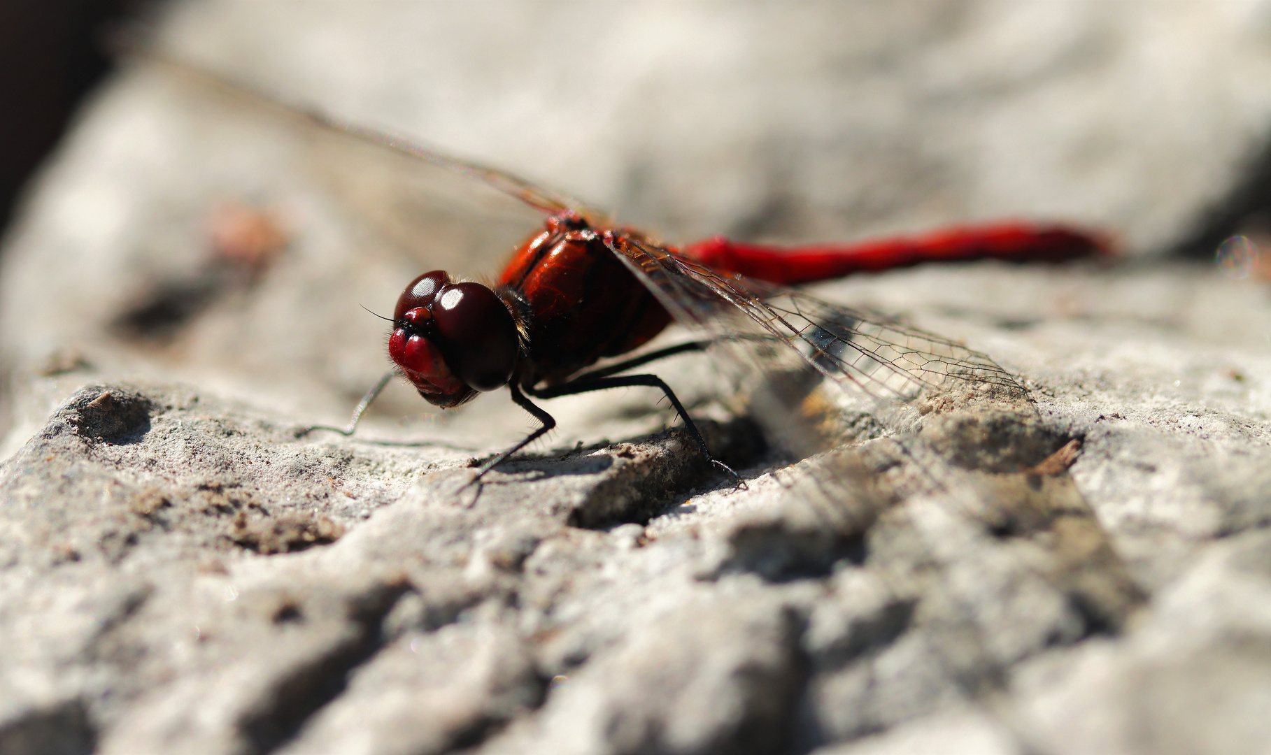 ...der rote Heli startet in 3...2...1