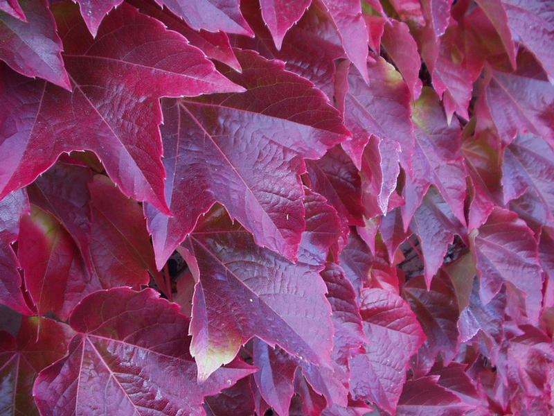 Der Rote Herbst  / Weinblätter