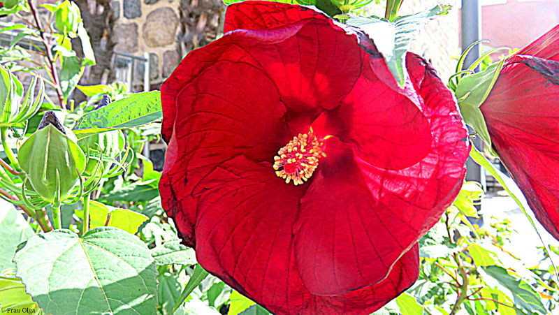 Der rote Hibiskus