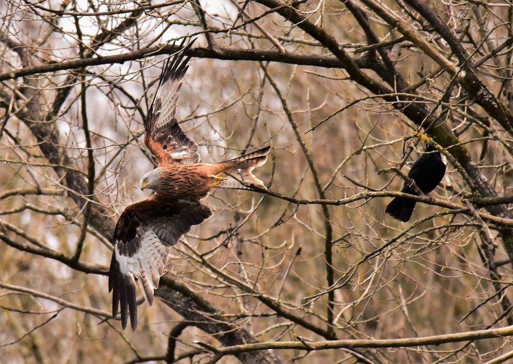 Der Rote im Flug