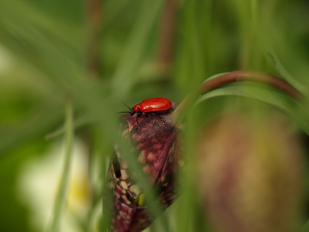 Der "Rote Käfer"