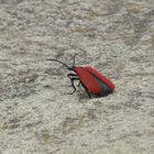 Der rote Käfer