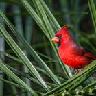 Der rote Kardinal