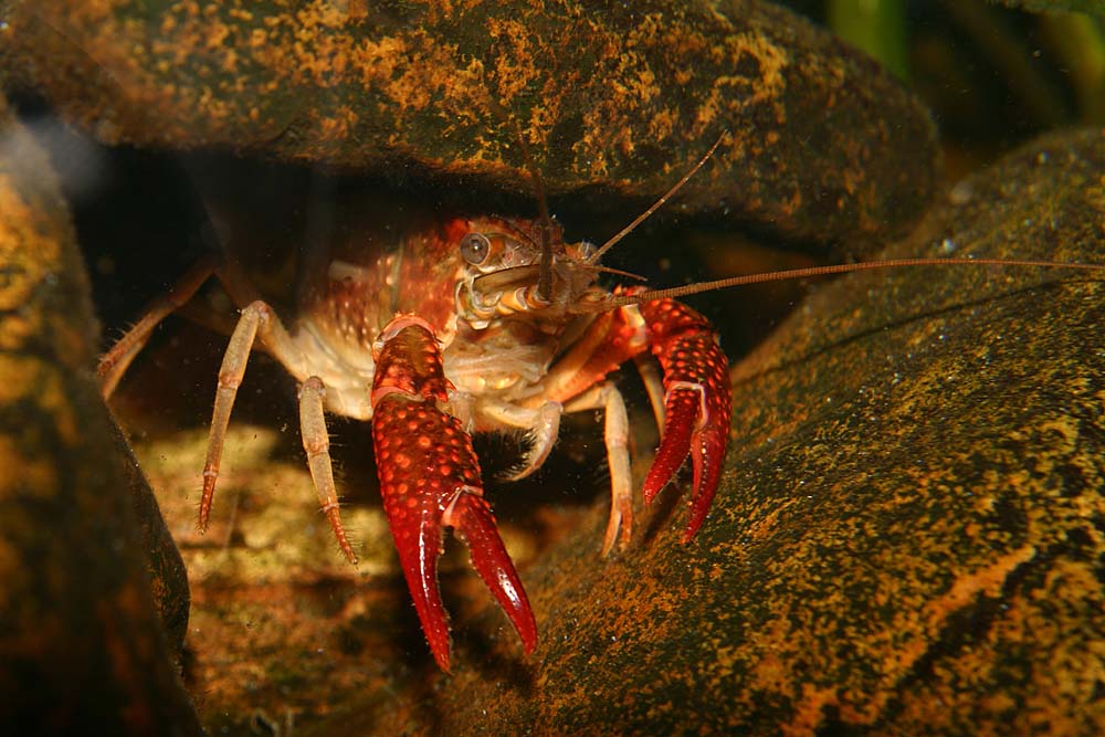 Der rote Krebs in meinem Aquarium