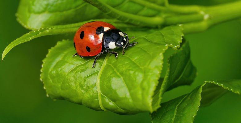 DER ROTE MINI MIT DEM SCHWARZEN DESIGN