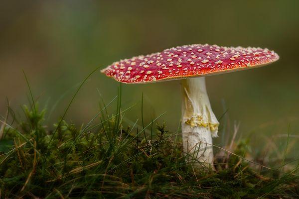 Der Rote mit den weißen Punkten