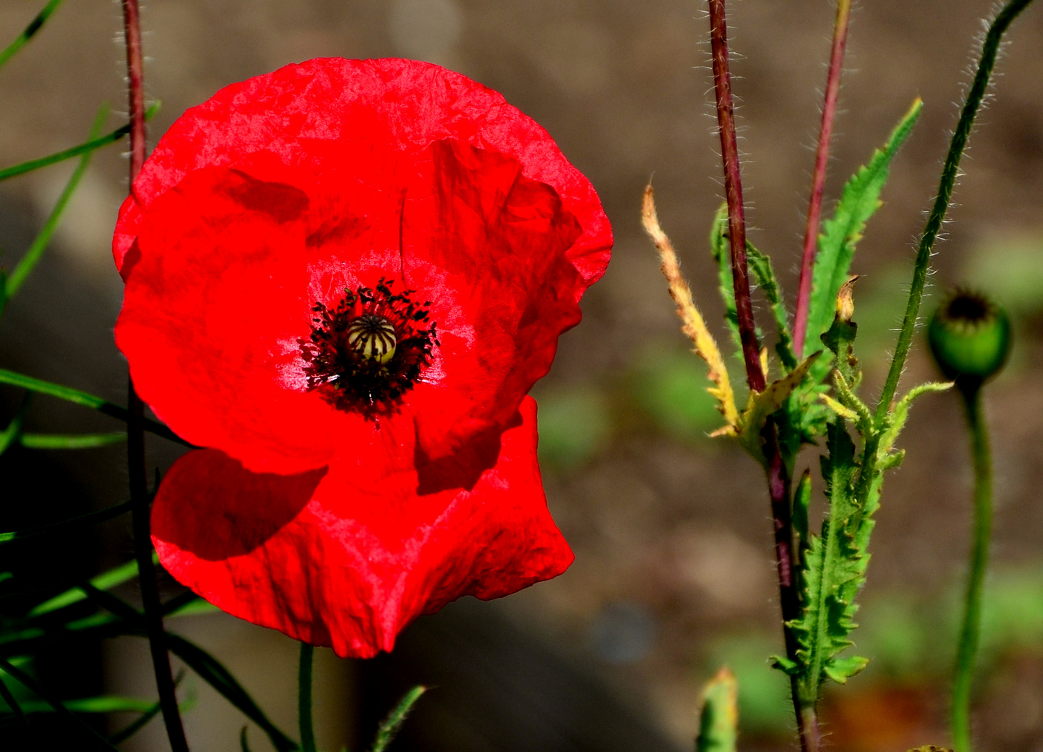 Der rote Mohn