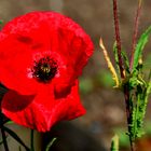 Der rote Mohn