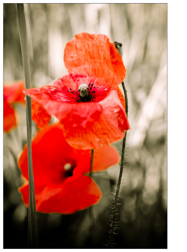 Der rote Mohn