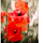 Der rote Mohn