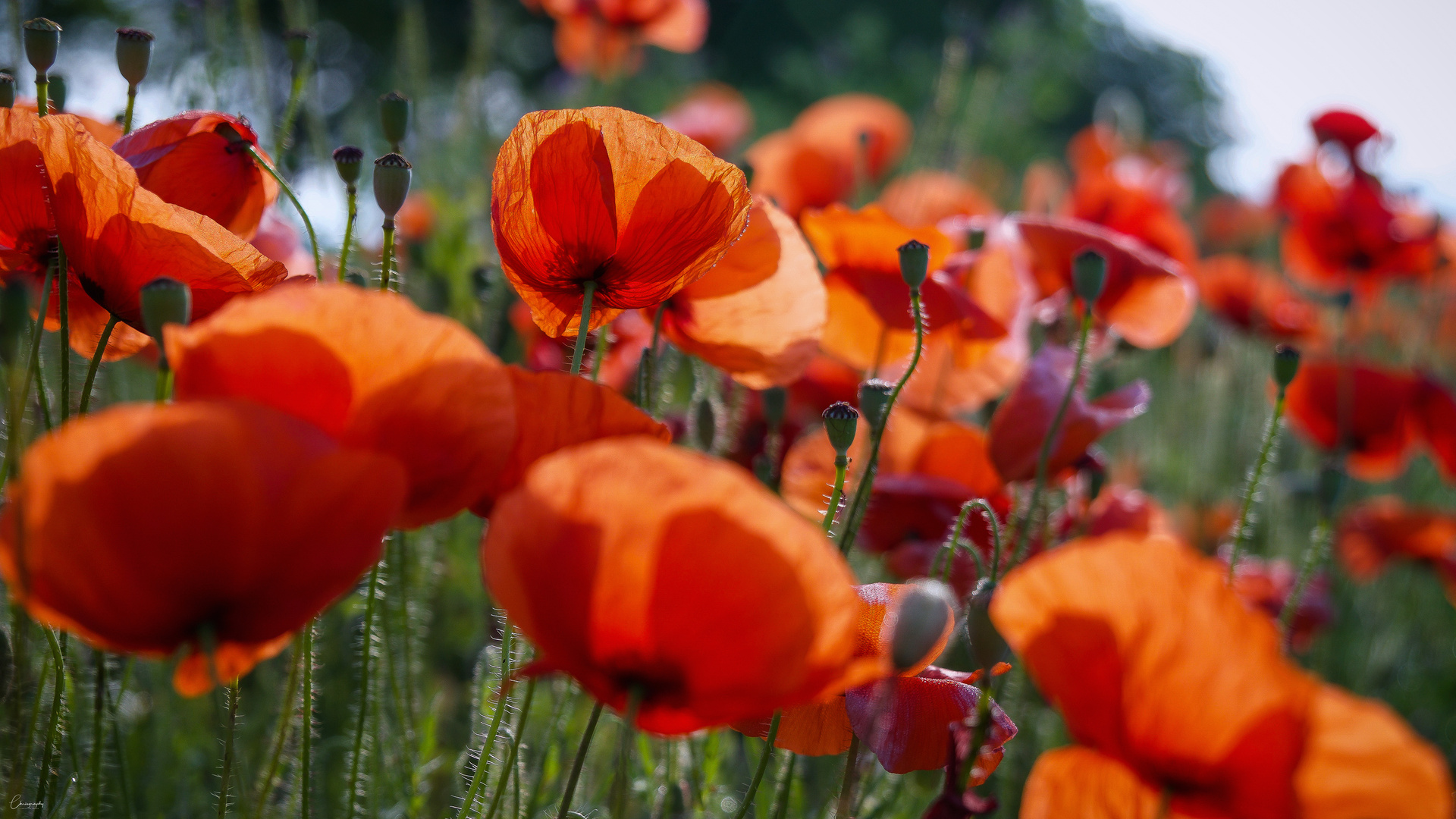 Der rote Mohn