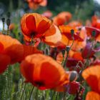 Der rote Mohn