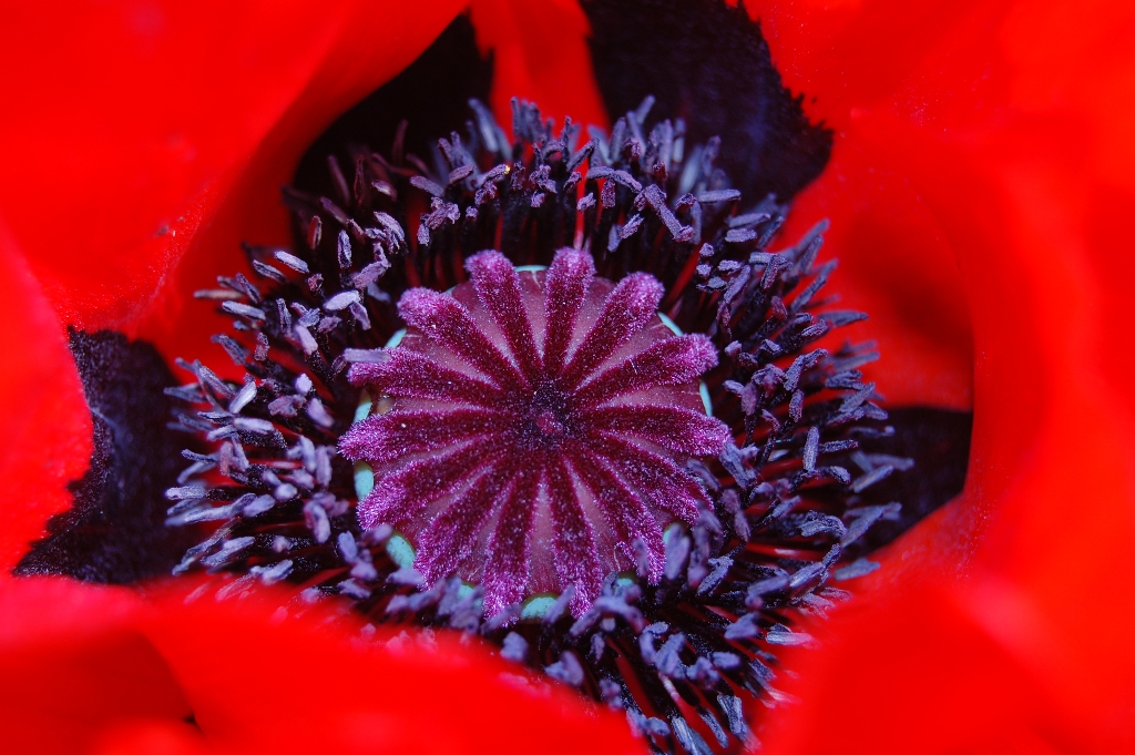 der rote Mohn...