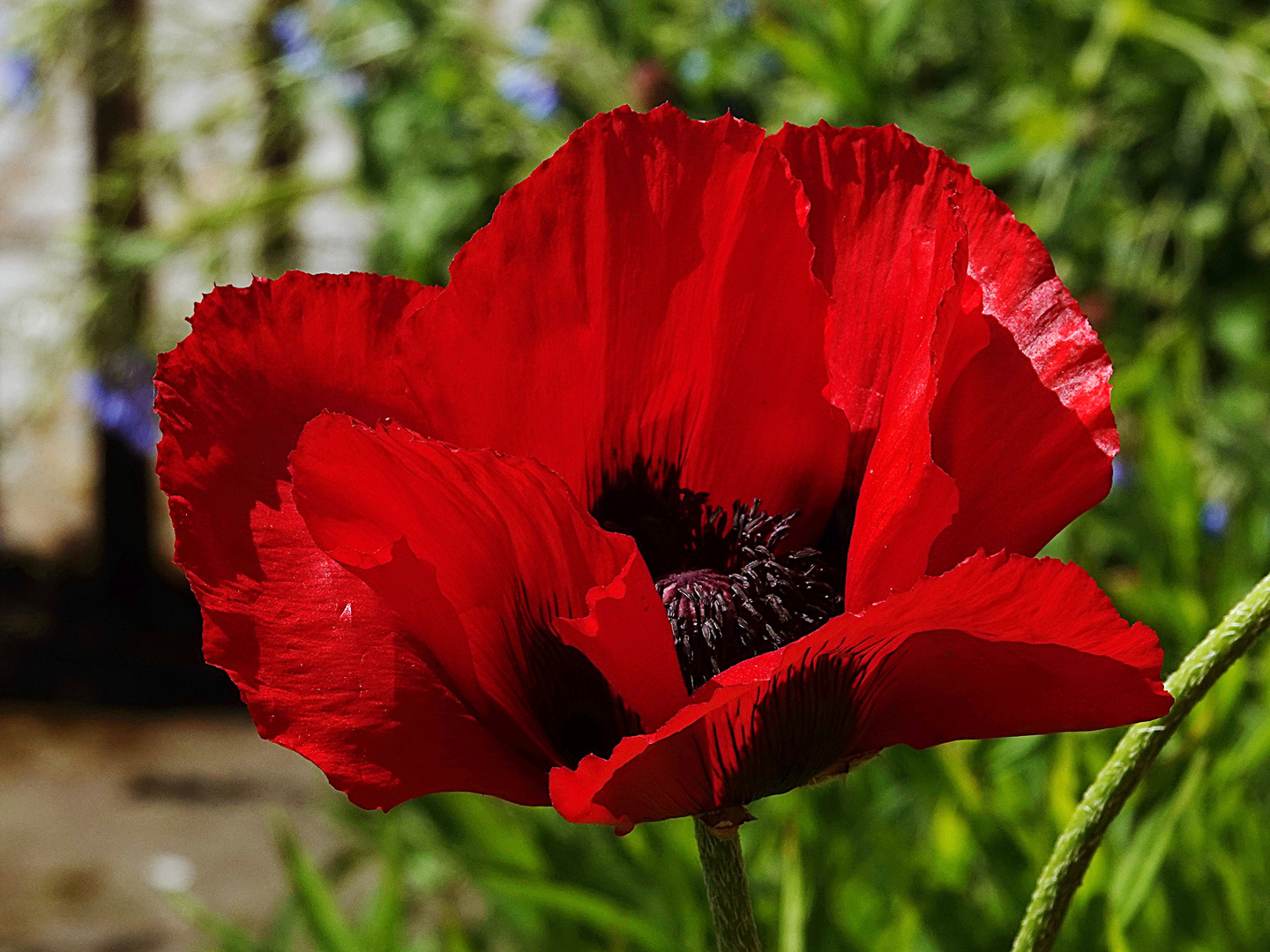 der rote Mohn