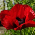 der rote Mohn