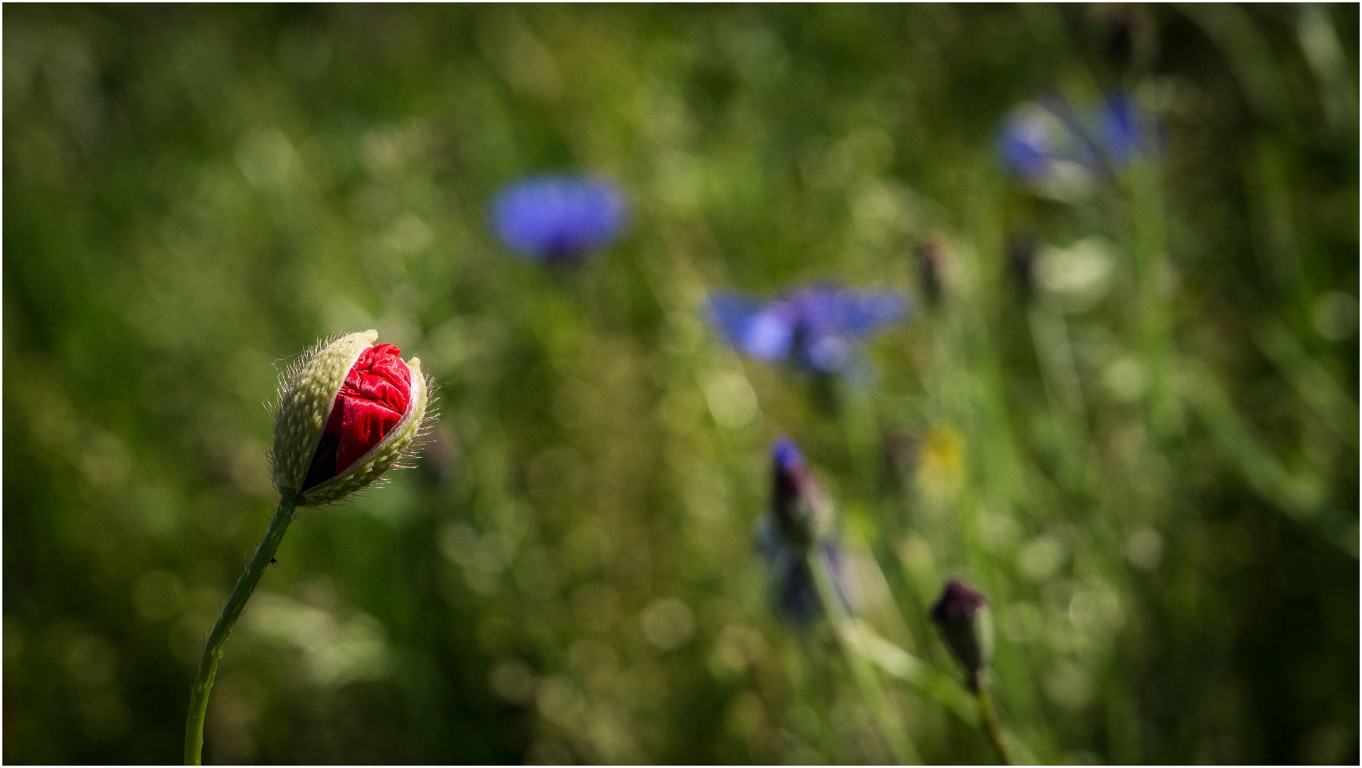 Der rote Mohn geht auf die blauen Kornblumen .......