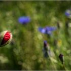 Der rote Mohn geht auf die blauen Kornblumen .......