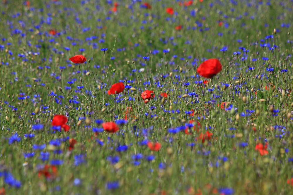 Der rote Mohn im Kornblumenfeld