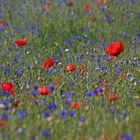 Der rote Mohn im Kornblumenfeld