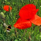 Der rote Mohn lockt...