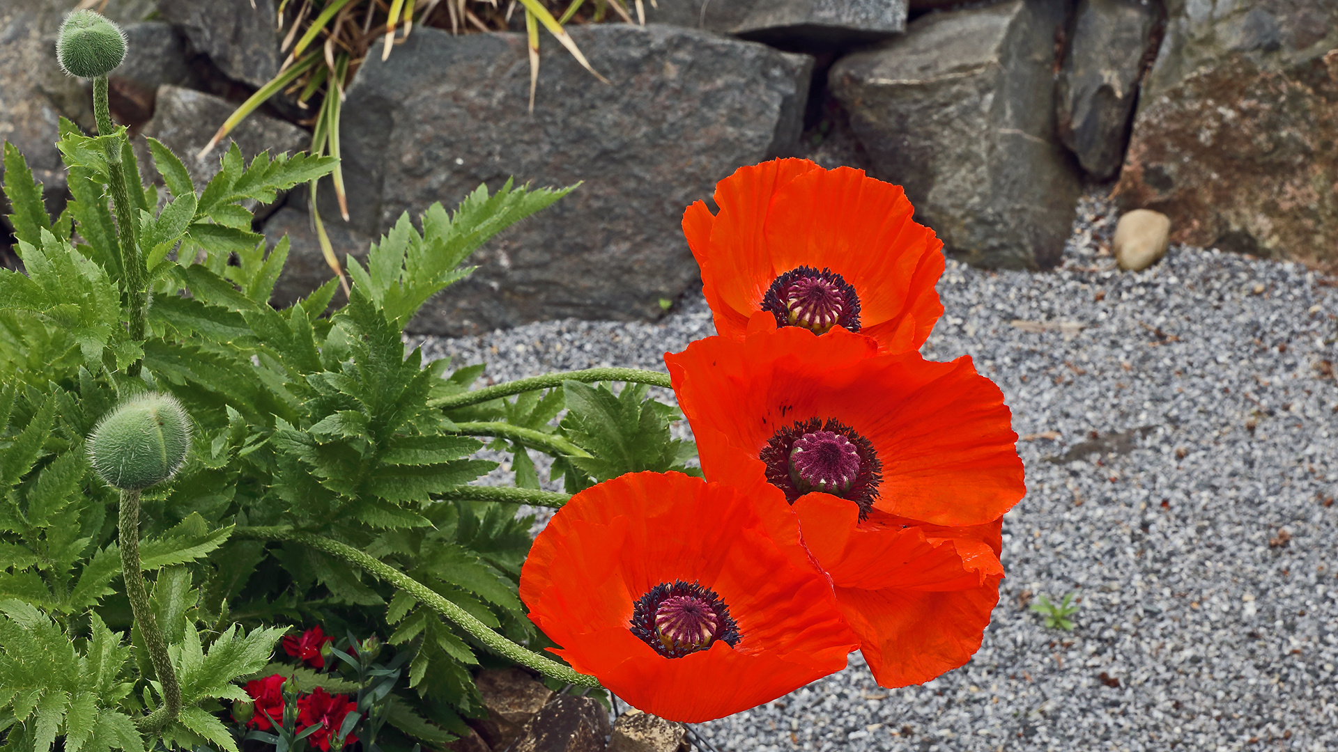 Der rote Mohn strahlt mich überall im Garten an...