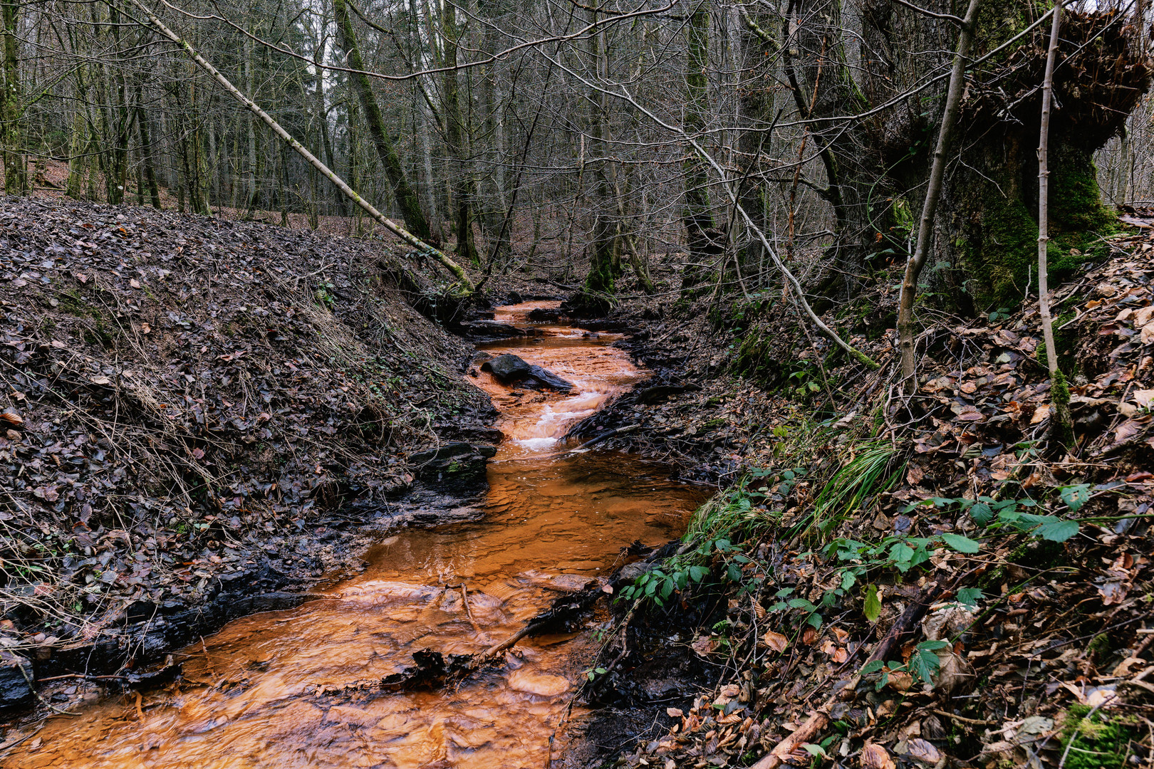 Der rote Netzbach