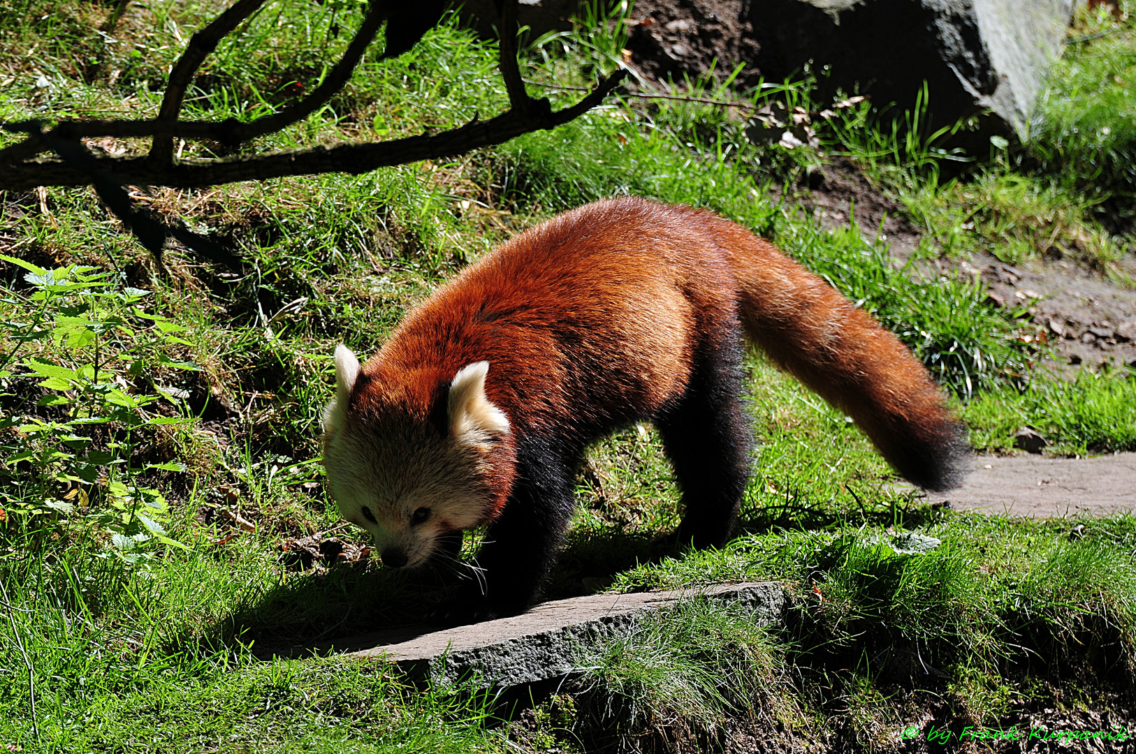 Der Rote Panda