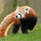 Der Rote Panda