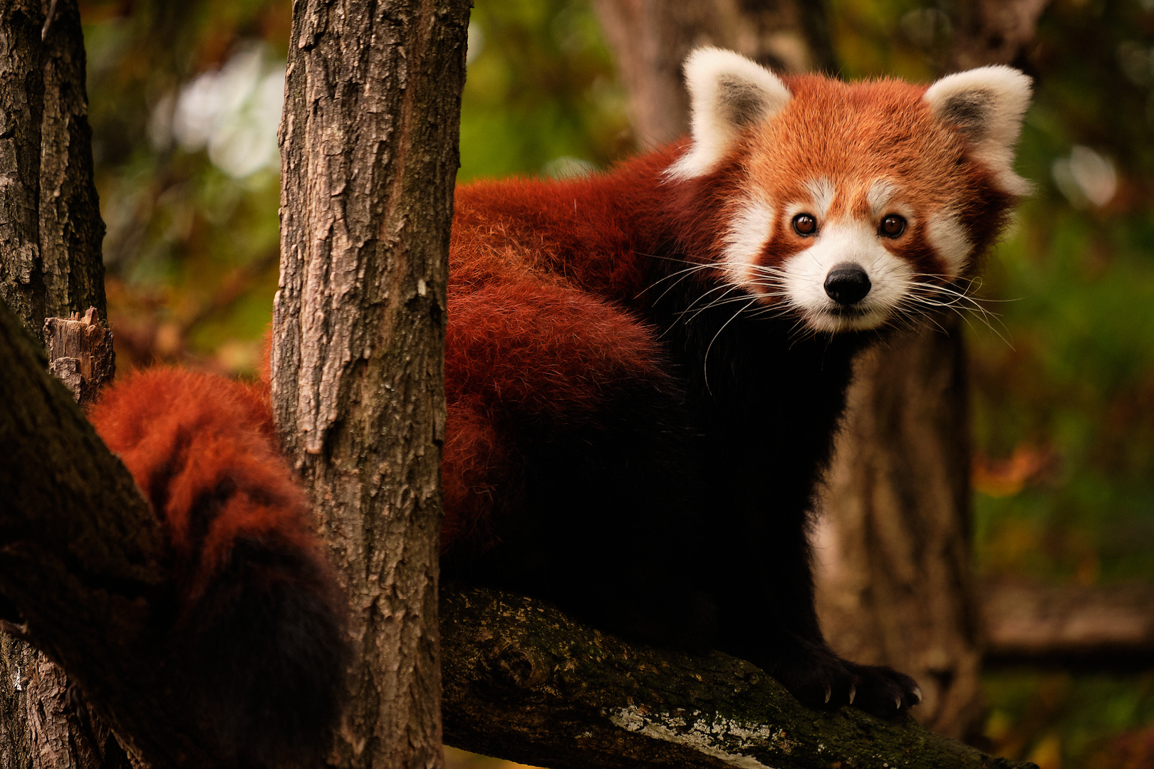 Der Rote Panda Foto & Bild | tiere, zoo, wildpark & falknerei