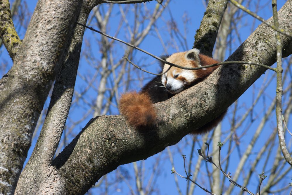 Der rote Panda beim Mittagsschlaf.