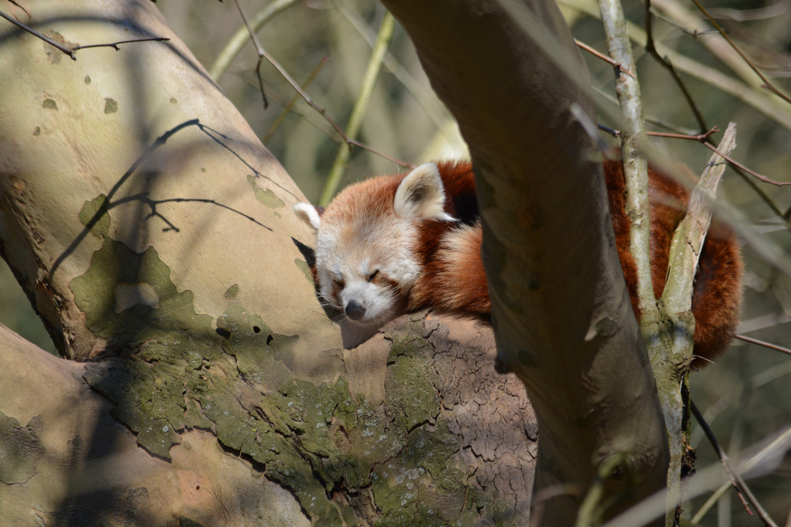 Der Rote Panda beim Sonnenbad