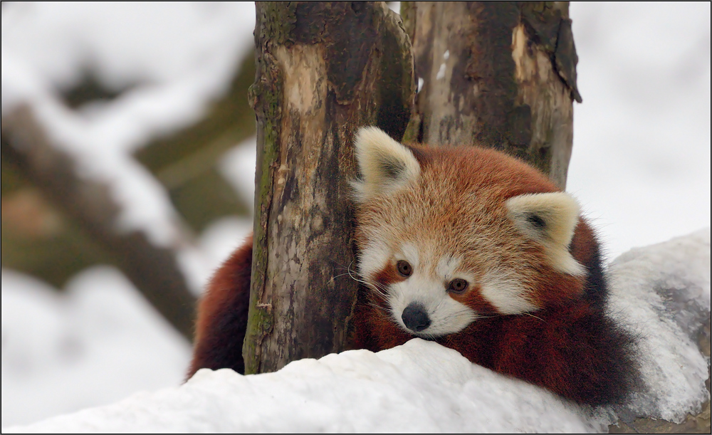 Der rote Panda im Schnee [21] ...