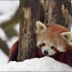 Der rote Panda im Schnee [21] ...