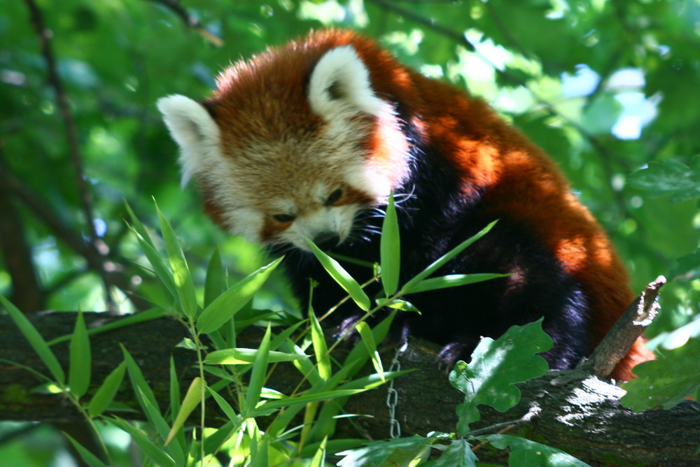 Der rote Pandabär