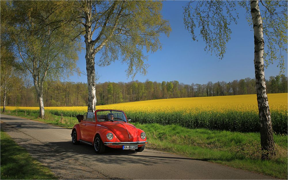 Der rote Rapskäfer . . . Foto & Bild | outdoor, frühling, oldtimer ...