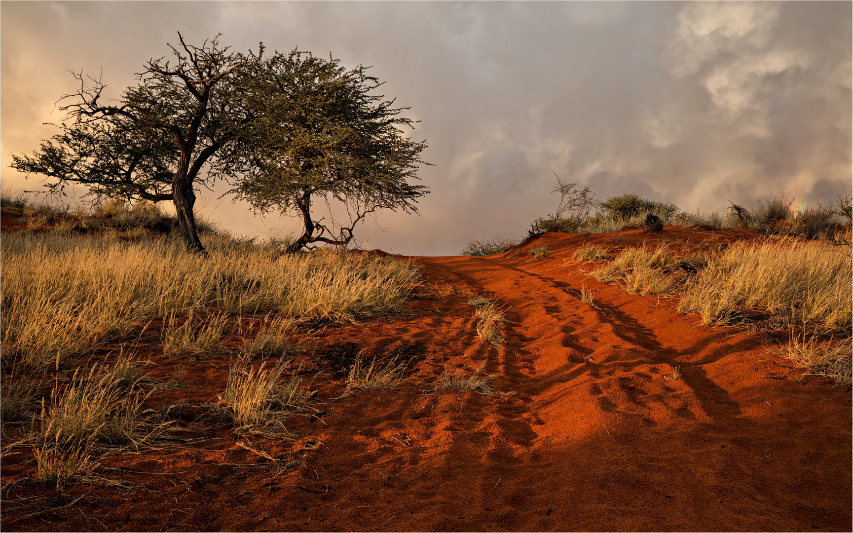 Der rote Sand der Kalahari