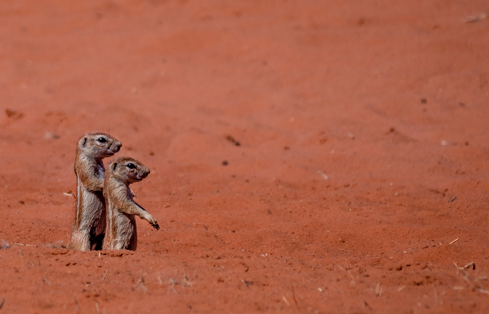 Der rote Sand der Kalahari